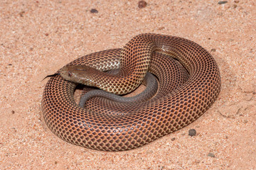 Australian King Brown or Mulga Snake