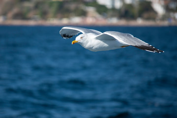 Seagull, albatross, seagull wings, seagulls flying above the sea, seagulls soaring, white seagull, gray seagull, red-billed gull, yellow-billed gull, seagulls racing, seagulls, flying seagulls, natura