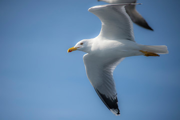 Seagull, albatross, seagull wings, seagulls flying above the sea, seagulls soaring, white seagull, gray seagull, red-billed gull, yellow-billed gull, seagulls racing, seagulls, flying seagulls, natura