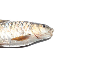 Copper mahseer fish or ikan Tengas on isolated background