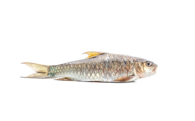 Copper mahseer fish or ikan Tengas on isolated background
