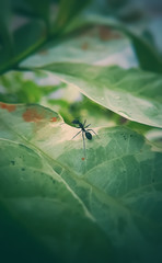 An ant sitting on a leaf