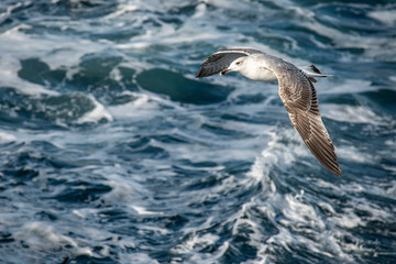 Seagull, albatross, seagull wings, seagulls flying above the sea, seagulls soaring, white seagull, gray seagull, red-billed gull, yellow-billed gull, seagulls racing, seagulls, flying seagulls, natura