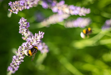 bee on flower