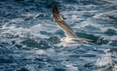 Seagull, albatross, seagull wings, seagulls flying above the sea, seagulls soaring, white seagull, gray seagull, red-billed gull, yellow-billed gull, seagulls racing, seagulls, flying seagulls, natura