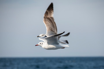 Seagull, albatross, seagull wings, seagulls flying above the sea, seagulls soaring, white seagull, gray seagull, red-billed gull, yellow-billed gull, seagulls racing, seagulls, flying seagulls, natura