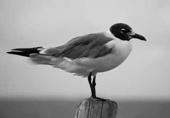 seagull on a post