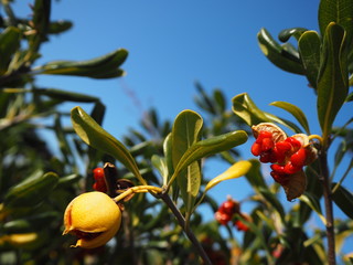 トベラの果実の赤い種子