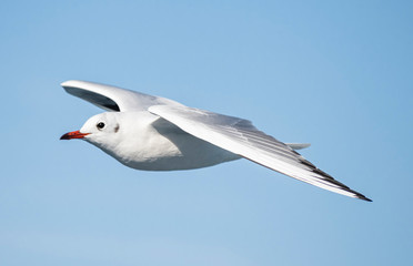 Seagull, albatross, seagull wings, seagulls flying above the sea, seagulls soaring, white seagull, gray seagull, red-billed gull, yellow-billed gull, seagulls racing, seagulls, flying seagulls, natura