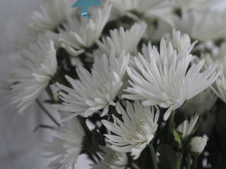 White Gerbera Flower beautiful bouquet for background