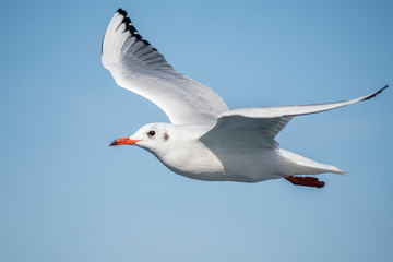 Seagull, albatross, seagull wings, seagulls flying above the sea, seagulls soaring, white seagull, gray seagull, red-billed gull, yellow-billed gull, seagulls racing, seagulls, flying seagulls, natura - Powered by Adobe