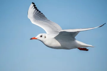 Fotobehang Seagull, albatross, seagull wings, seagulls flying above the sea, seagulls soaring, white seagull, gray seagull, red-billed gull, yellow-billed gull, seagulls racing, seagulls, flying seagulls, natura © Fatih
