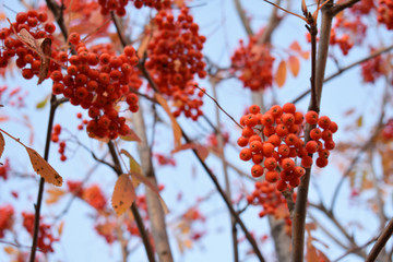 Bunches of light red Rowan berries on the branches against the sky on an autumn day.