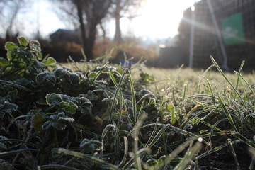 Morgentau
