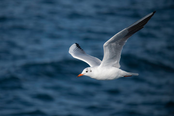 Seagull, albatross, seagull wings, seagulls flying above the sea, seagulls soaring, white seagull,...
