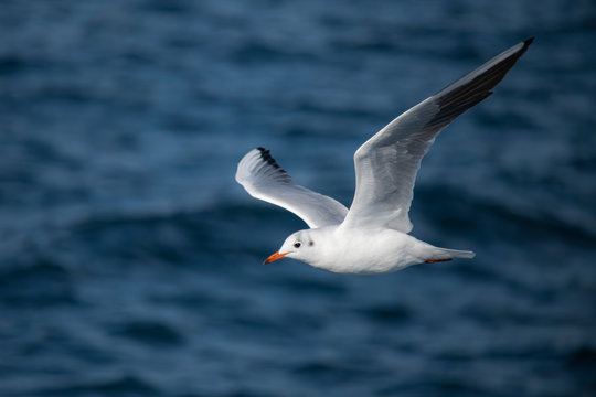 Seagull, albatross, seagull wings, seagulls flying above the sea, seagulls soaring, white seagull, gray seagull, red-billed gull, yellow-billed gull, seagulls racing, seagulls, flying seagulls, natura