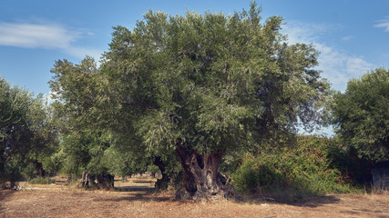 Obraz na płótnie Canvas Greece, big old olive trees