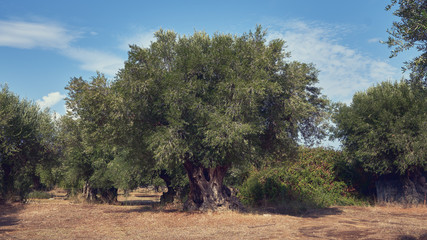 Obraz na płótnie Canvas Greece, big old olive trees
