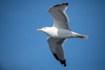 Seagull, albatross, seagull wings, seagulls flying above the sea, seagulls soaring, white seagull, gray seagull, red-billed gull, yellow-billed gull, seagulls racing, seagulls, flying seagulls, natura