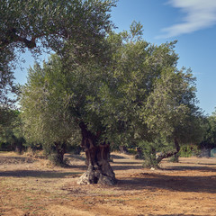 Greece, big old olive trees