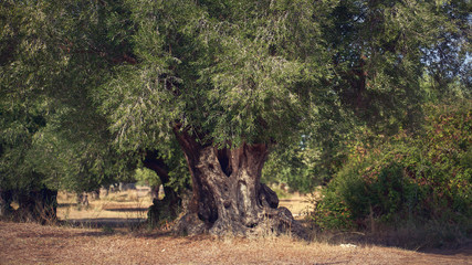 Greece, big old olive trees