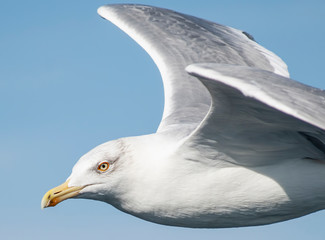 Seagull, albatross, seagull wings, seagulls flying above the sea, seagulls soaring, white seagull, gray seagull, red-billed gull, yellow-billed gull, seagulls racing, seagulls, flying seagulls, natura