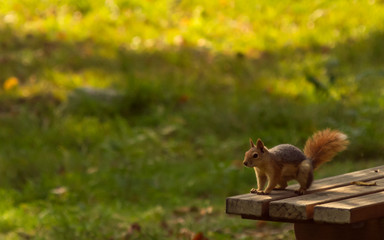 Squirrel, squirrel on trees, natural life, life of squirrels, natural squirrel life,