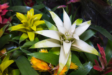 Plant Bromelia cupcake mix on a background of green leaves. Selective focus. Fauna, plants, ecology.