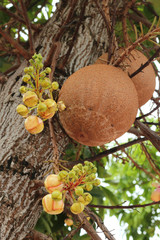 Close-up of Cannon ball tree flower. (Couroupita guianensis)