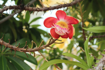 Obraz premium Close-up of Cannon ball tree flower. (Couroupita guianensis)