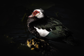bird and ducklings