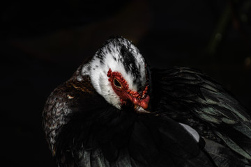 bird