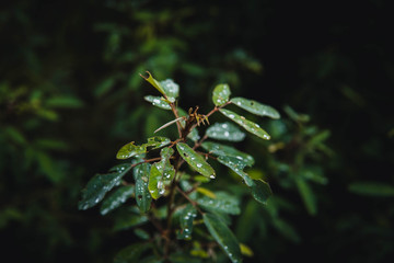 leaf in the forest