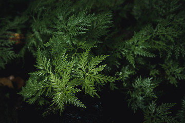 ferns in the forest