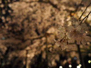 夜桜