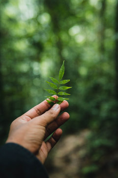 Hand Holding Leaf