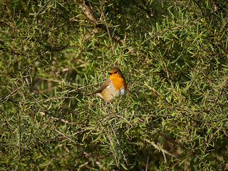 European robin (Erithacus rubecula) in the place of the “Black Cova” Xativa, Spain