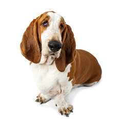 Basset Hound Dog on White Background. Beautiful detective sniffer dog in photo in the studio.