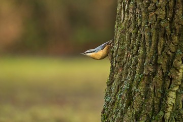 Einer Kleiber im Herbst kopfüber an einem Baum, Sitta europaea