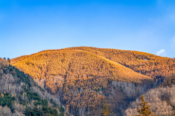 Mountains of golden leaves under an autumn blue sky