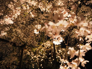夜桜　背景