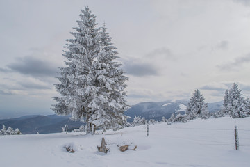 Obraz premium Sommet du Hilsenfirst, Vosges