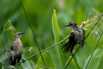 bird