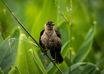 bird on branch