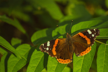 Fototapeta na wymiar butterfly, butterfly in natural life, butterfly life, orange winged butterfly, orange white winged butterfly, butterfly eating leaves, butterfly on leaves