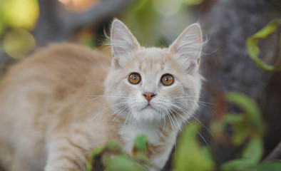 cute ginger kitten lay down in the shade on a hot summer day in the yard, the cat walks on nature