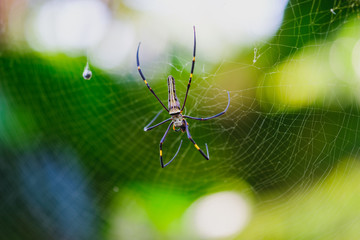 Close-Up Of Spider On Web