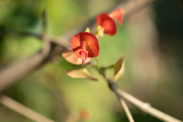 Holmskioldia Sanguinea Flower  Or Chinese Hat Plant
