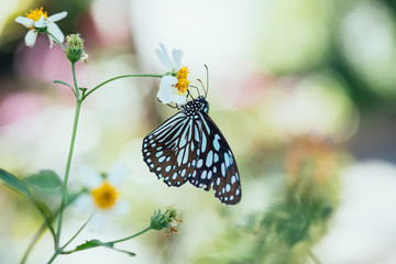 Close-Up Of Butterfly On flower