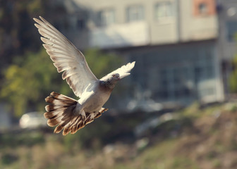 white dove, dove wings, sky birds, wings, bird, Pigeon,